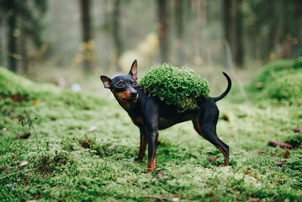 Doberman Puppies