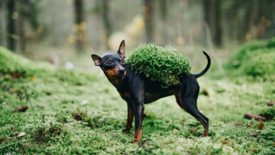 Doberman Puppies