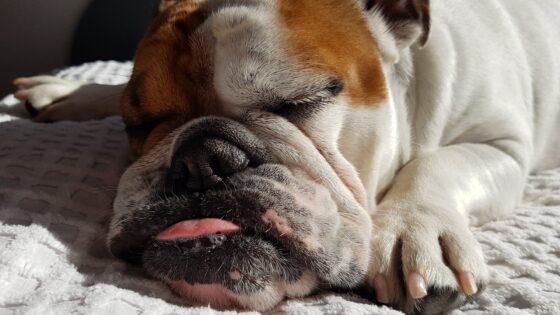 English Bulldog Puppies