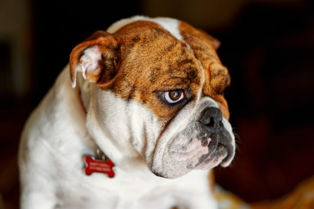 English Bulldog Puppies