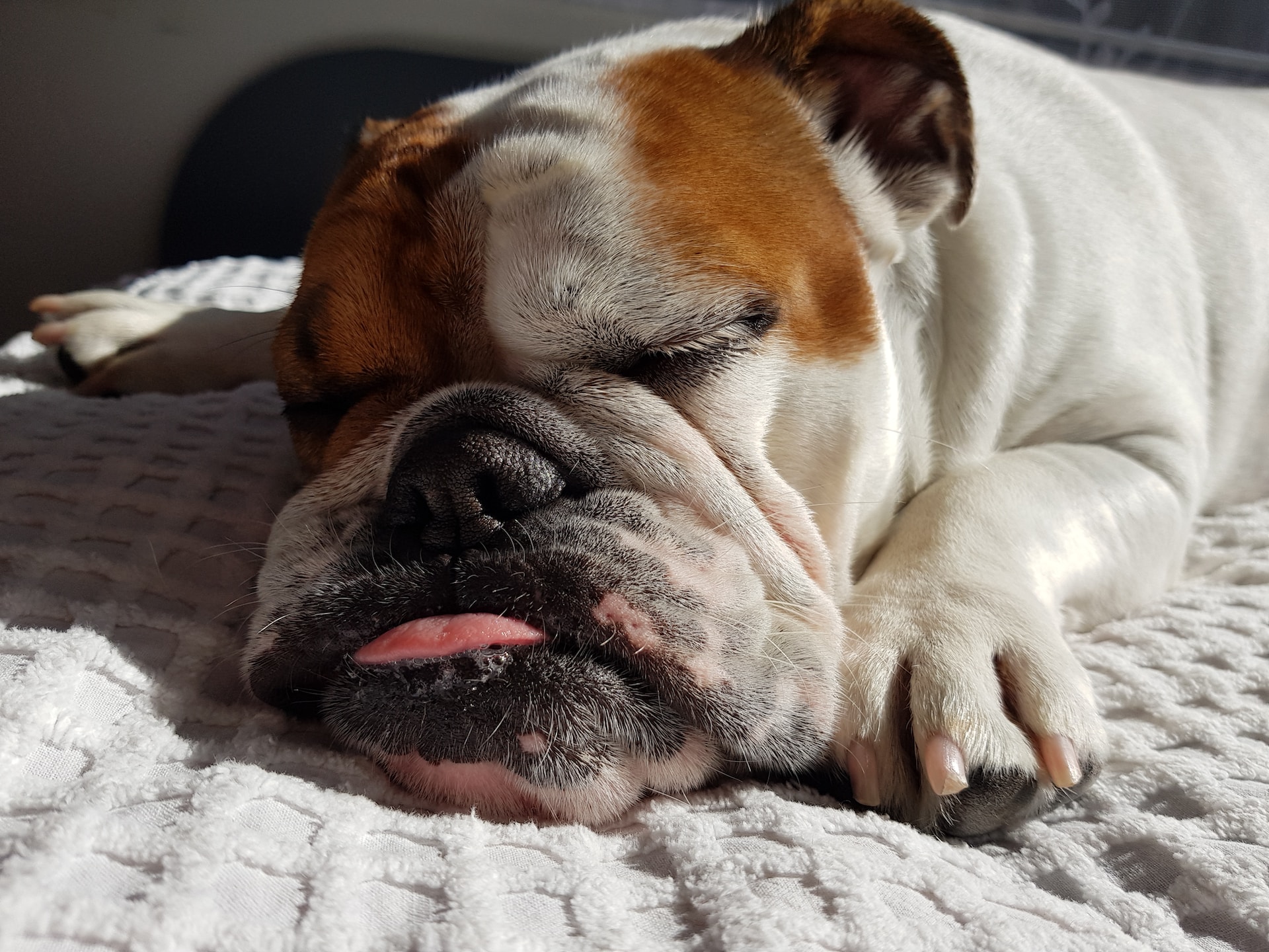 English Bulldog Puppies