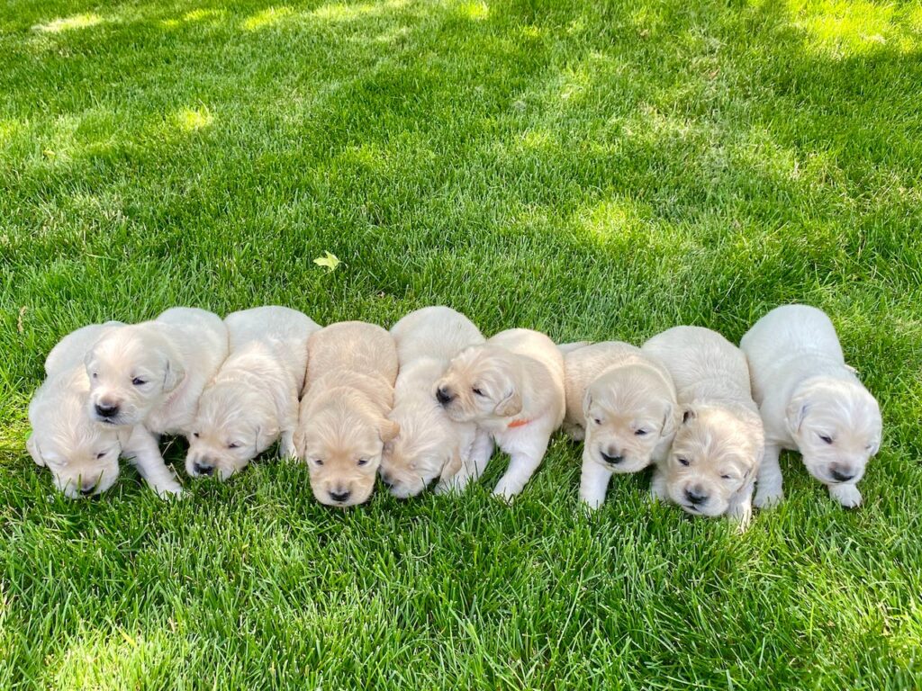 Golden Retriever Puppies