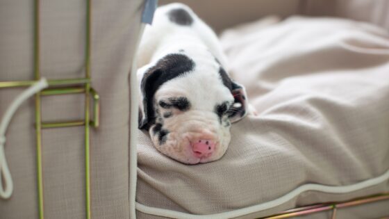 Great Dane Puppies