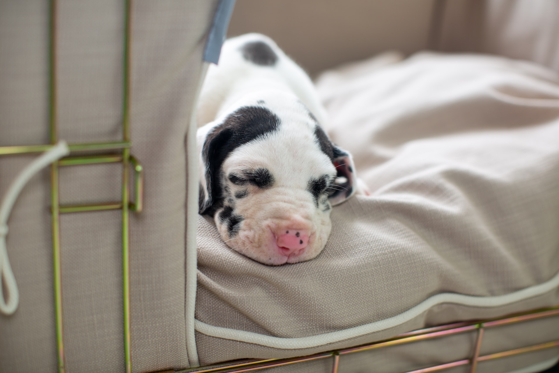 Great Dane Puppies