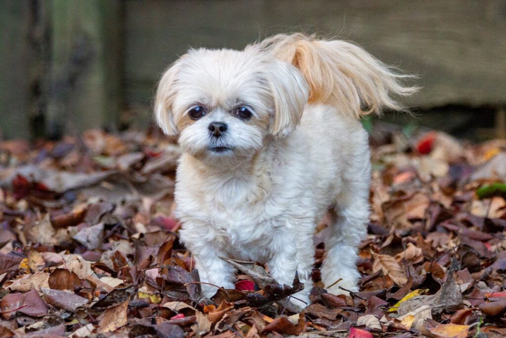 Shih Tzu puppies