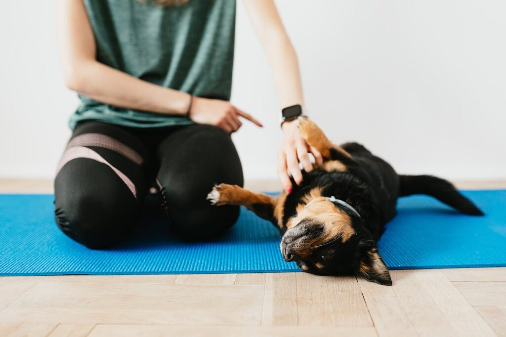 positive reinforcement dog training