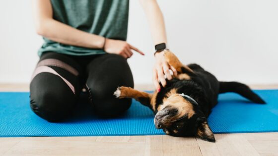 positive reinforcement dog training