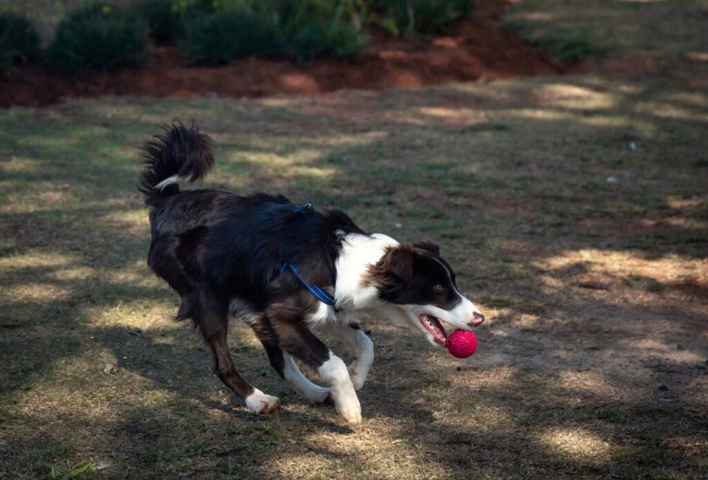 positive reinforcement dog training