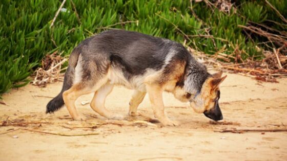 9 Reasons to Choose a German Shepherd for Your Next Furry Friend