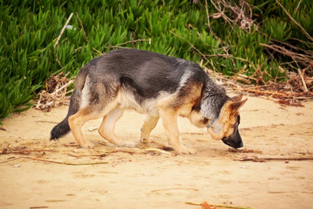 9 Reasons to Choose a German Shepherd for Your Next Furry Friend